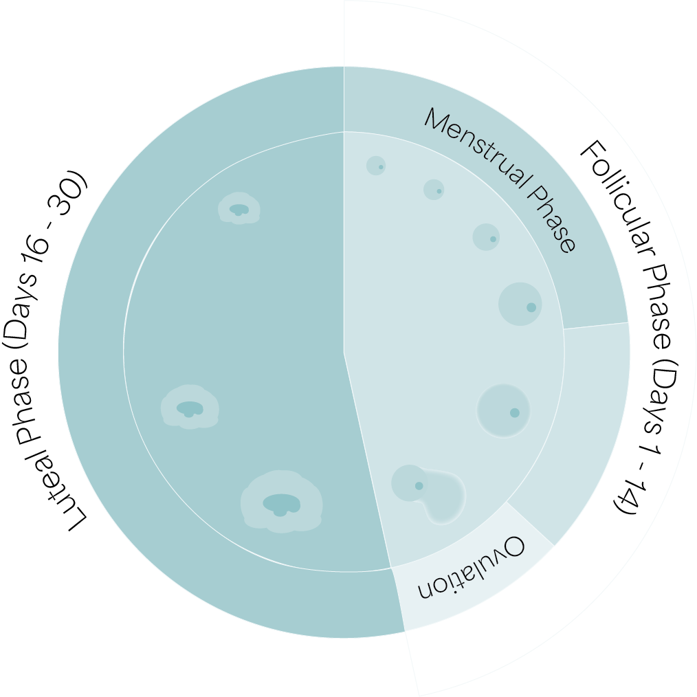 circular diagram of the menstrual cycle phases